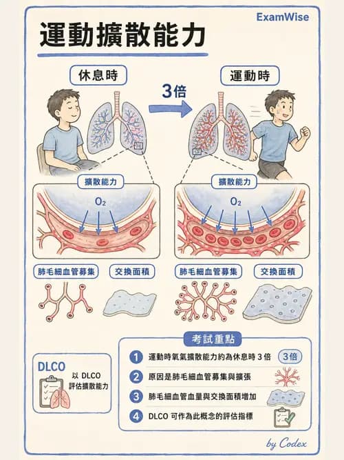 呼吸治療師 - 運動與環境生理 - AI 圖文解析預覽
