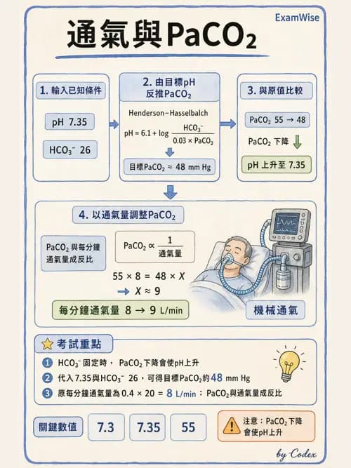 呼吸治療師 - 酸鹼平衡與腎臟生理 - AI 圖文解析預覽