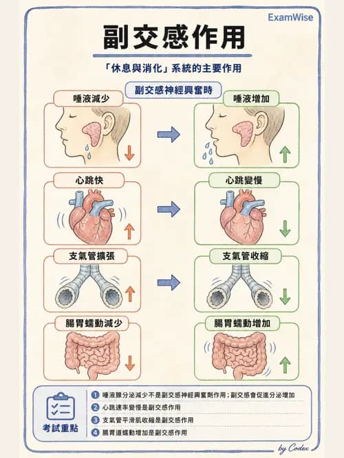 呼吸治療師 - 神經系統藥物 - AI 圖文解析預覽