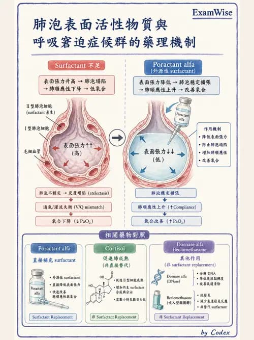 呼吸治療師 - 呼吸系統藥物 - AI 圖文解析預覽