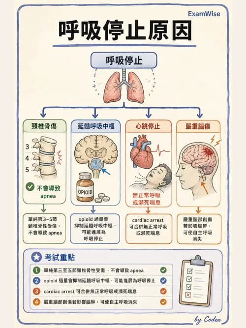 呼吸治療師 - 呼吸治療臨床作業與身體評估 - AI 圖文解析預覽