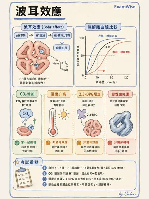 呼吸治療師 - 動脈血液氣體分析與氧合評估 - AI 圖文解析預覽