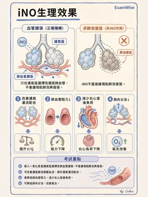 呼吸治療師 - 氣體輸送系統與氧氣治療 - AI 圖文解析預覽
