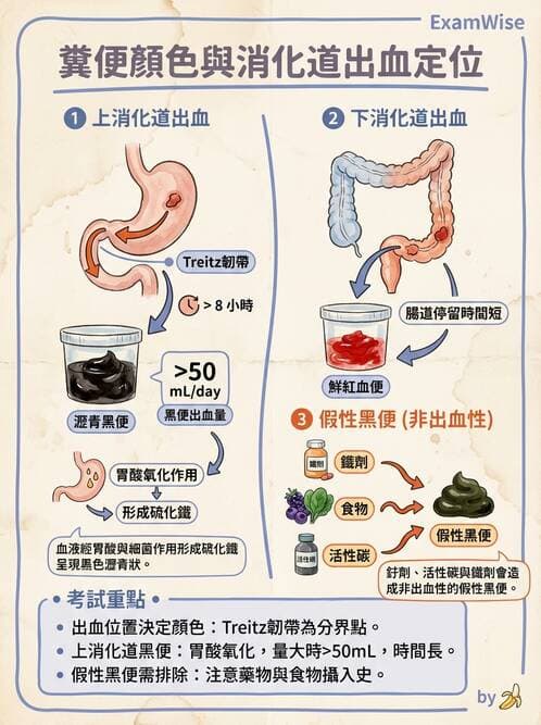 護理師 - 腸道排泄與灌腸護理 - AI 圖文解析預覽