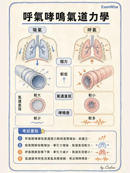 呼吸治療師 - 機械通氣生理 - AI 圖文解析預覽