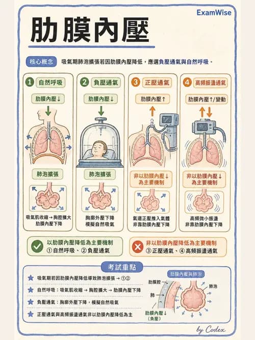呼吸治療師 - 機械通氣生理 - AI 圖文解析預覽