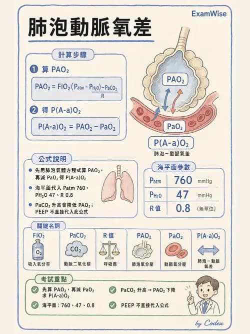 呼吸治療師 - 呼吸器監測與評估 - AI 圖文解析預覽