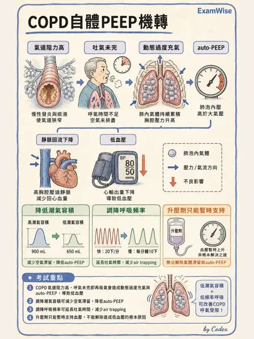呼吸治療師 - 正壓通氣生理影響與合併症 - AI 圖文解析預覽