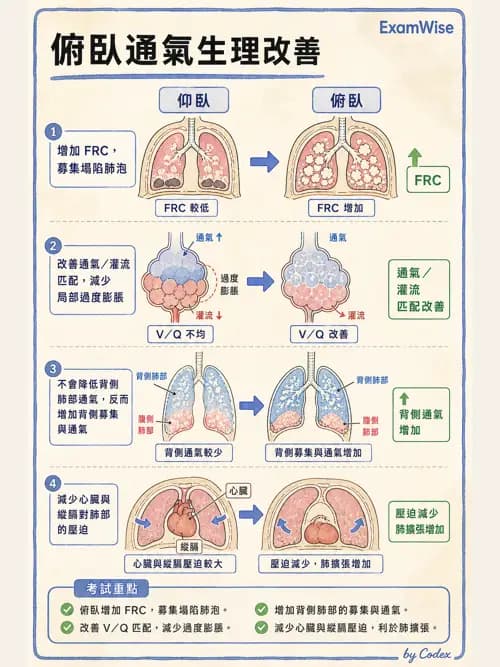呼吸治療師 - ARDS與呼吸衰竭 - AI 圖文解析預覽