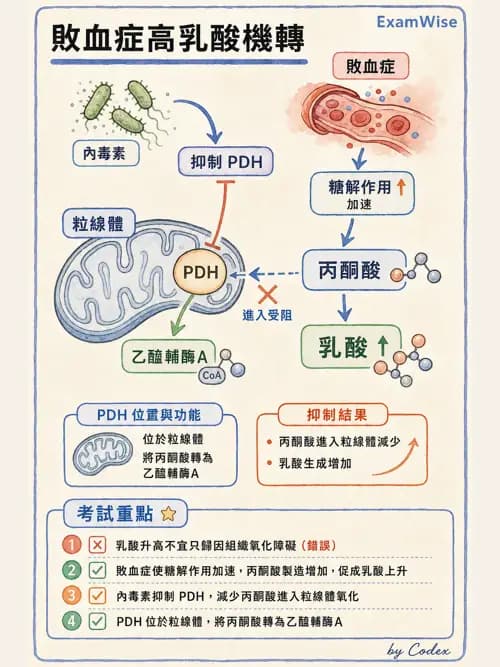 呼吸治療師 - 休克、敗血症與多器官衰竭 - AI 圖文解析預覽