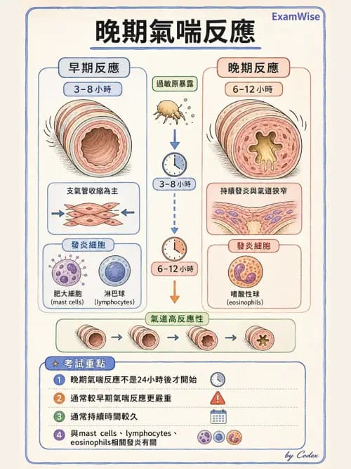 呼吸治療師 - 慢性氣道疾病 - AI 圖文解析預覽