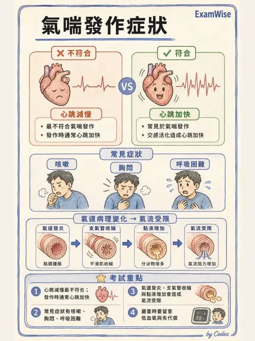 呼吸治療師 - 慢性氣道疾病 - AI 圖文解析預覽