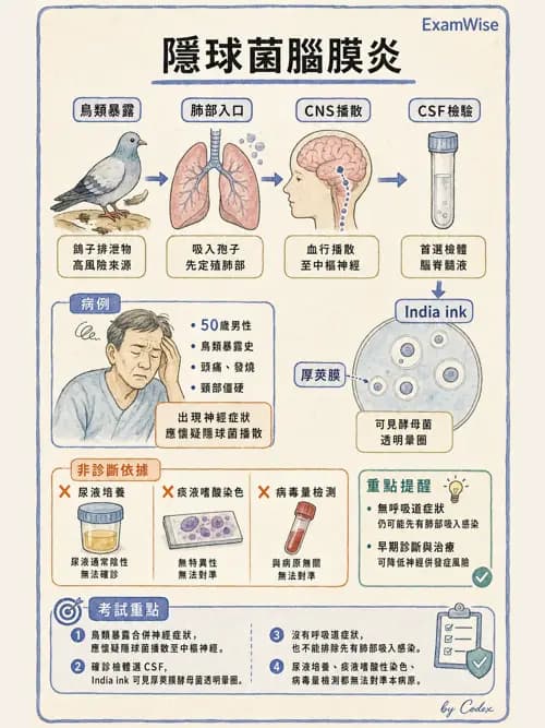 呼吸治療師 - 感染性肺疾 - AI 圖文解析預覽
