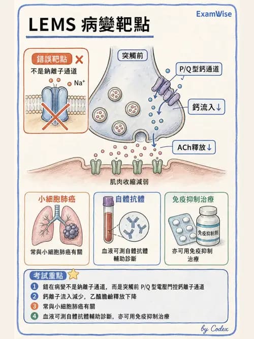 呼吸治療師 - 神經肌肉病變與腫瘤 - AI 圖文解析預覽