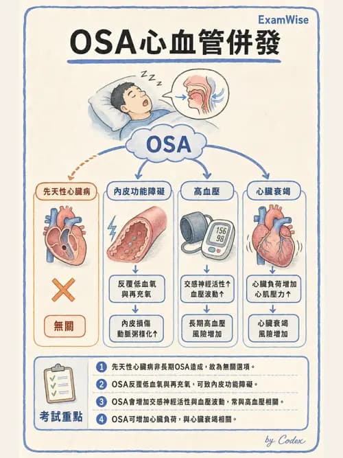 呼吸治療師 - 睡眠相關呼吸障礙 - AI 圖文解析預覽