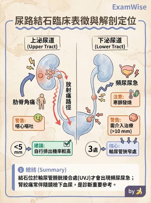護理師 - 泌尿道疾病與排尿障礙 - AI 圖文解析預覽