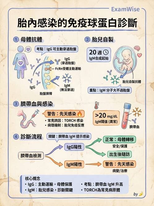 護理師 - 新生兒日常照護與篩檢 - AI 圖文解析預覽