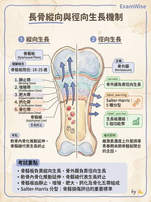 護理師 - 骨骼、肌肉系統 - AI 圖文解析預覽