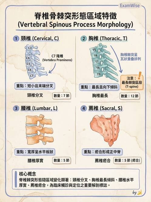 護理師 - 骨骼、肌肉系統 - AI 圖文解析預覽