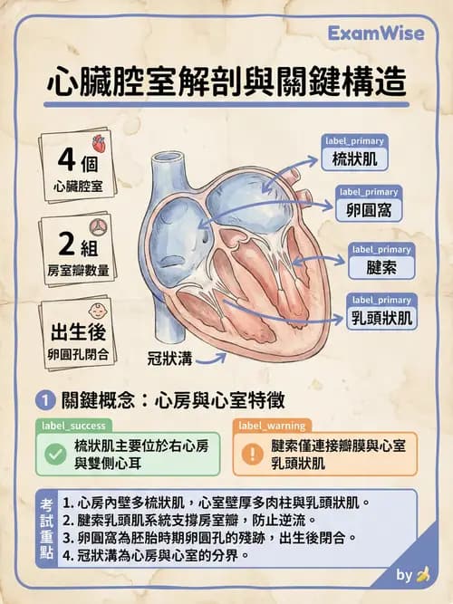 護理師 - 循環系統 - AI 圖文解析預覽