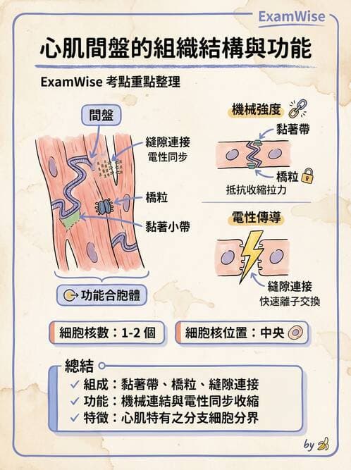 護理師 - 循環系統 - AI 圖文解析預覽