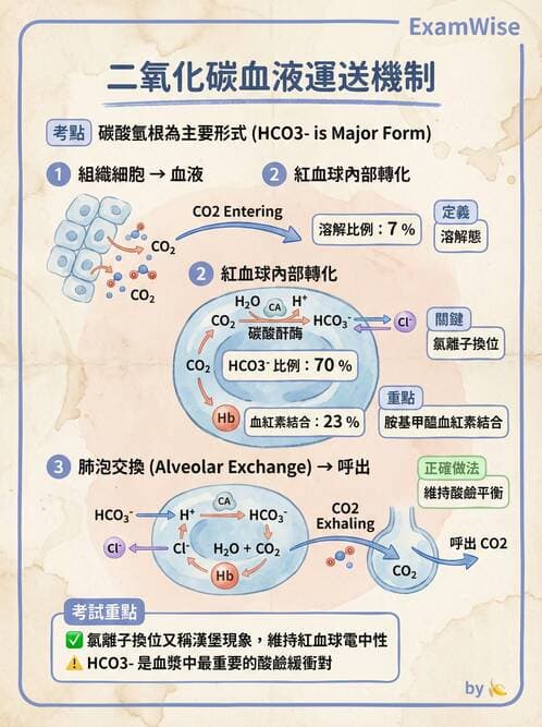 護理師 - 呼吸系統 - AI 圖文解析預覽