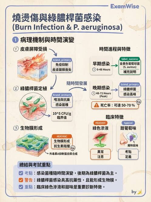 護理師 - 革蘭氏陰性細菌 - AI 圖文解析預覽