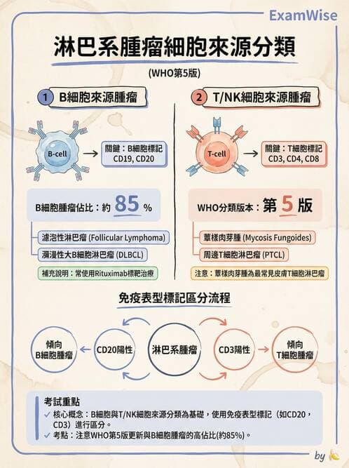 護理師 - 造血及淋巴系統 - AI 圖文解析預覽