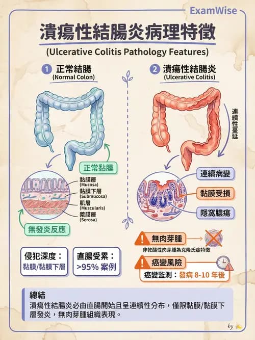 護理師 - 消化及肝膽/胰系統 - AI 圖文解析預覽