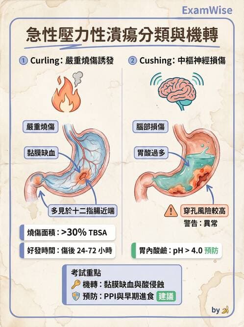 護理師 - 消化及肝膽/胰系統 - AI 圖文解析預覽