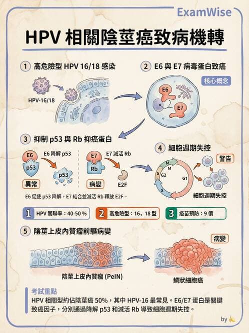 護理師 - 泌尿及男性生殖系統 - AI 圖文解析預覽