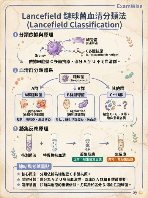 護理師 - 革蘭氏陽性細菌 - AI 圖文解析預覽