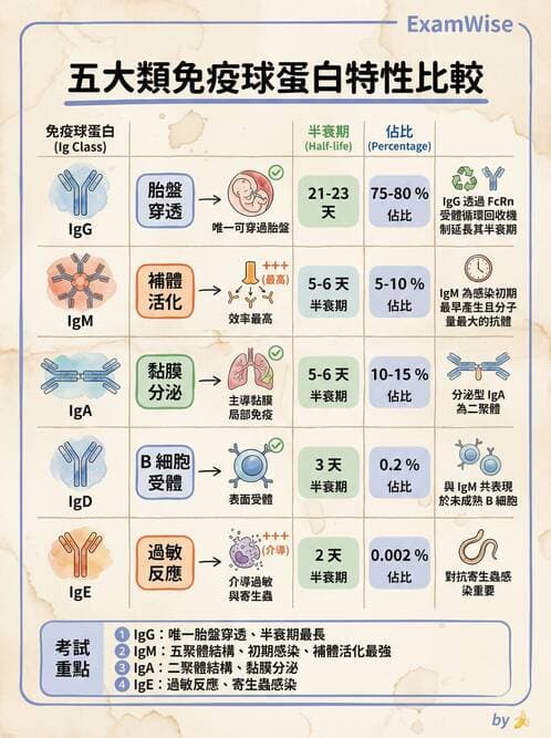 護理師 - 免疫系統組成、抗原-抗體、補體、先天性免疫 - AI 圖文解析預覽