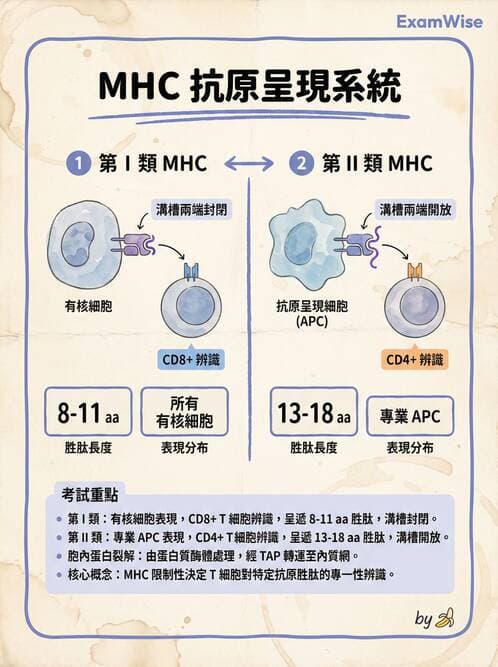護理師 - 免疫系統組成、抗原-抗體、補體、先天性免疫 - AI 圖文解析預覽