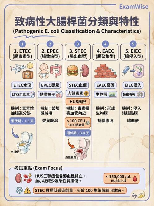 護理師 - 革蘭氏陰性細菌 - AI 圖文解析預覽