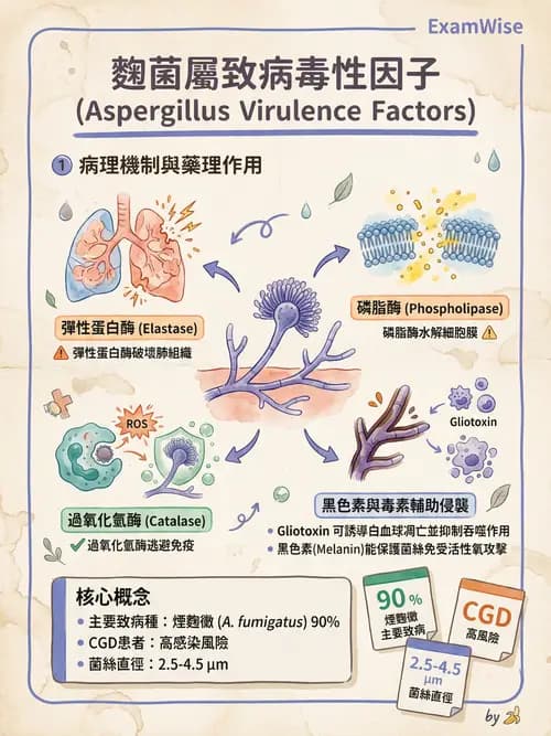護理師 - 黴菌學概論 - AI 圖文解析預覽