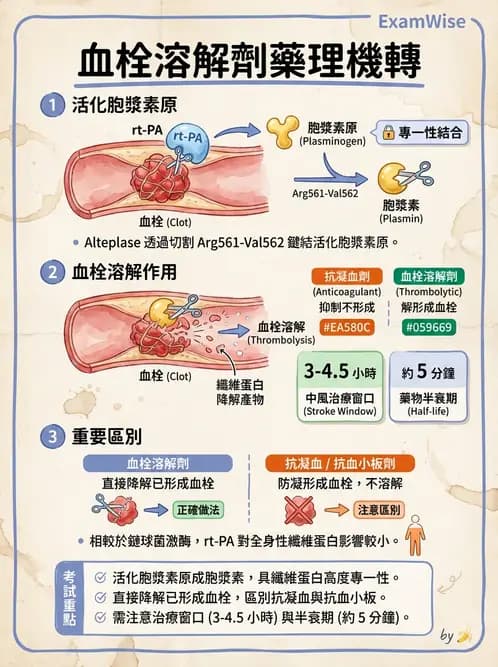 護理師 - 心臟藥物與抗血栓劑 - AI 圖文解析預覽