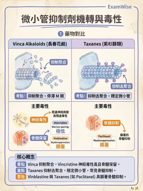 護理師 - 化學治療與免疫調節藥物 - AI 圖文解析預覽