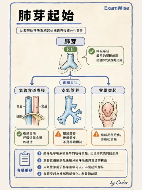 呼吸治療師 - 呼吸系統構造與發展 - AI 圖文解析預覽