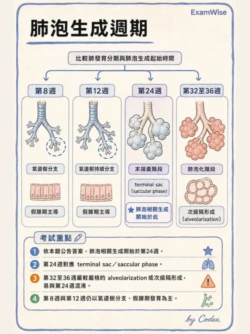 呼吸治療師 - 呼吸系統構造與發展 - AI 圖文解析預覽