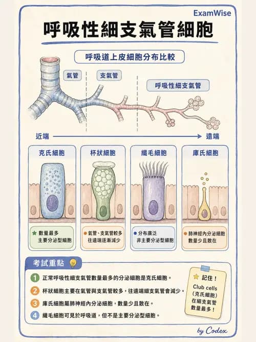 呼吸治療師 - 呼吸系統構造與發展 - AI 圖文解析預覽