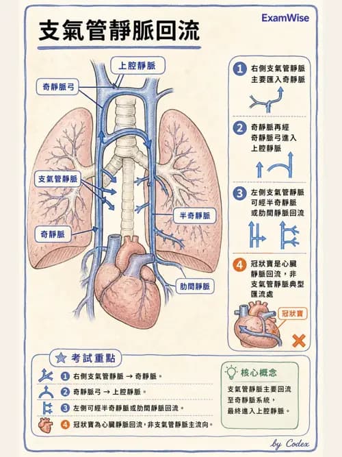 呼吸治療師 - 肺臟血流與神經支配 - AI 圖文解析預覽