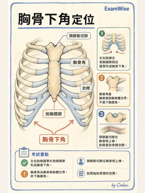 呼吸治療師 - 胸廓、肋膜與呼吸肌肉 - AI 圖文解析預覽