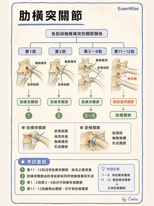 呼吸治療師 - 胸廓、肋膜與呼吸肌肉 - AI 圖文解析預覽