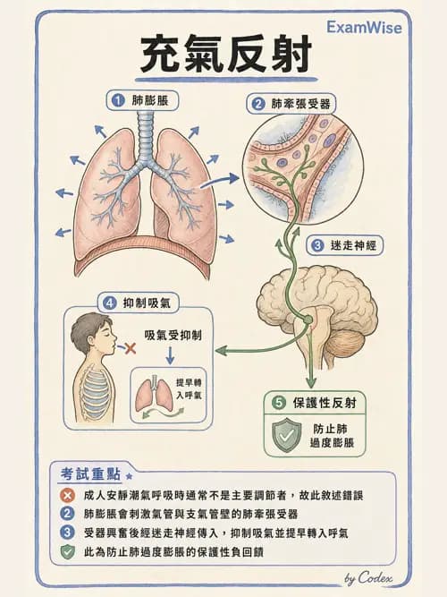 呼吸治療師 - 通氣、呼吸力學與控制 - AI 圖文解析預覽