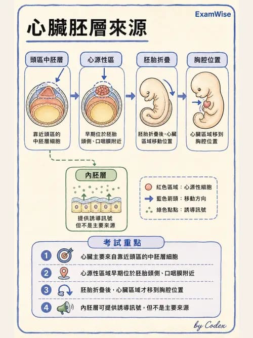 呼吸治療師 - 心臟與循環解剖 - AI 圖文解析預覽