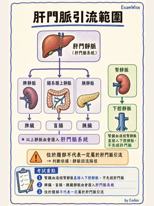 呼吸治療師 - 心臟與循環解剖 - AI 圖文解析預覽