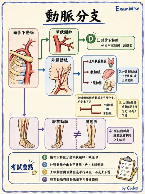 呼吸治療師 - 心臟與循環解剖 - AI 圖文解析預覽