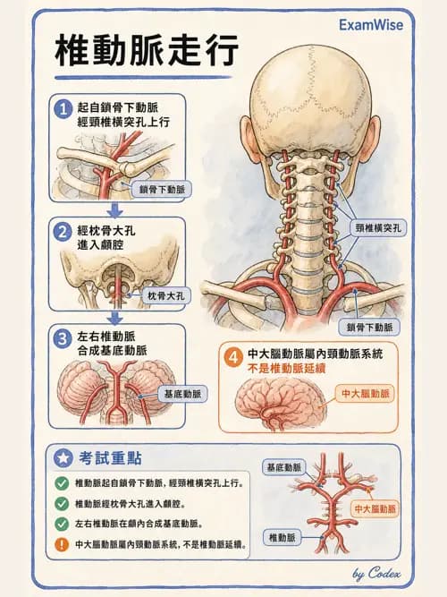 呼吸治療師 - 心臟與循環解剖 - AI 圖文解析預覽