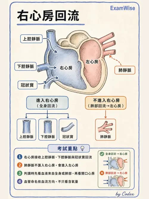 呼吸治療師 - 心臟與循環解剖 - AI 圖文解析預覽